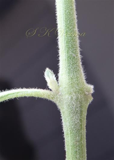  Stem with swollen node